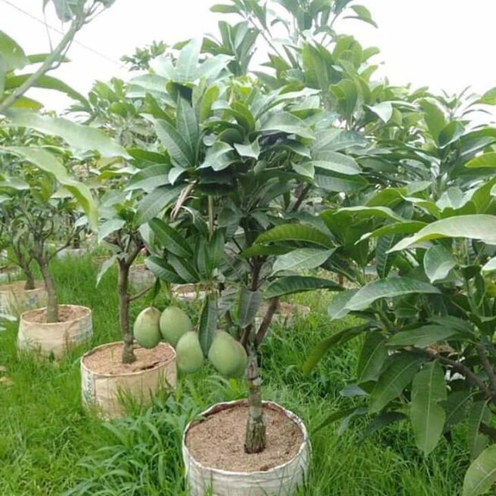 bibit mangga manalagi/madu Bibit Mangga Manalagi Berkualitas Bibit Mangga  Hasil Okulasi Bibit Tanaman Murah Cod Bibit Mangga Cepat Berbuah Bibit  Mangga Siap Dikirim - Lazada | Lazada Indonesia