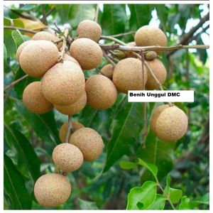 Bibit Kelengkeng New Kristal Super Hasil Okulasi Cepat Berbuah