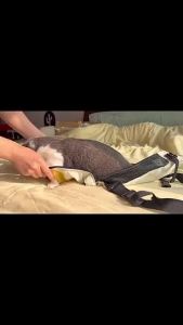 Carrier Travel Dog Backpack Breathable  Bags Shoulder  Puppy Carrier Dog Cat Backpack 宠物外出背包