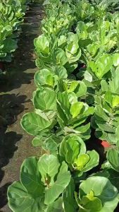 Ficus lyrata 9-10 inch pot 1.5 to 2ft height