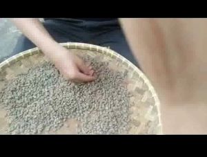 GREEN BEAN ARABIKA GAYO SEMI WASH 1kg BIJI KOPI ACEH ASLI ORIGINAL NON SANRAI TER MURAH