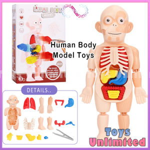 Pretend Human Body Model Toys DIY Organ Learning Toy Montessori Baby Busy Toys Anatomy Display Assembly Toy Mainan Kanak