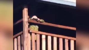 Monocular Telescope for Smartphone 40x60 High-Definition 360 Night Vision stsscope Monocular STS Scope Set with Phone Adapter & Tripod for Camping Travelling Concert 131M/1000M Clear Long Vision