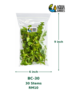 Bacopa Caroliniana Live Aquarium Plant | Easy Low-Tech Stem Plant | Pokok Air