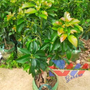 Bibit Alpukat ALIGATOR Jumbo Batang Besar dan tinggi full media