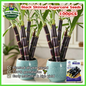 Fast Growing 100pcs Long Stem Black Skinned Sugarcane Seeds for Sale High Yield Sweet Sugarcane Seeds for Planting Fruits Hybrid Black Sugarcane Seeds Fruit Bearing Tree Seeds Balcony Bonsai Sugarcane Plant Seeds Fresh Sugarcane Seedlings Vegetables Seeds
