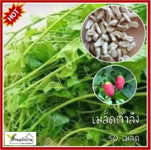 50 เมล็ด ตำลึง เมล็ดตำลึง