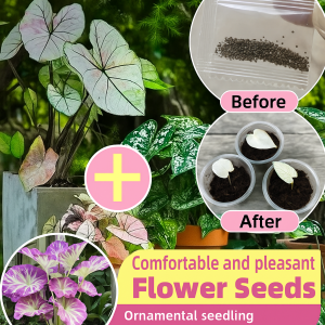 Colorful Leaf Taro Gardening for Garden Enthusiasts and Beginners Diverse Varieties Ornamental Appeal