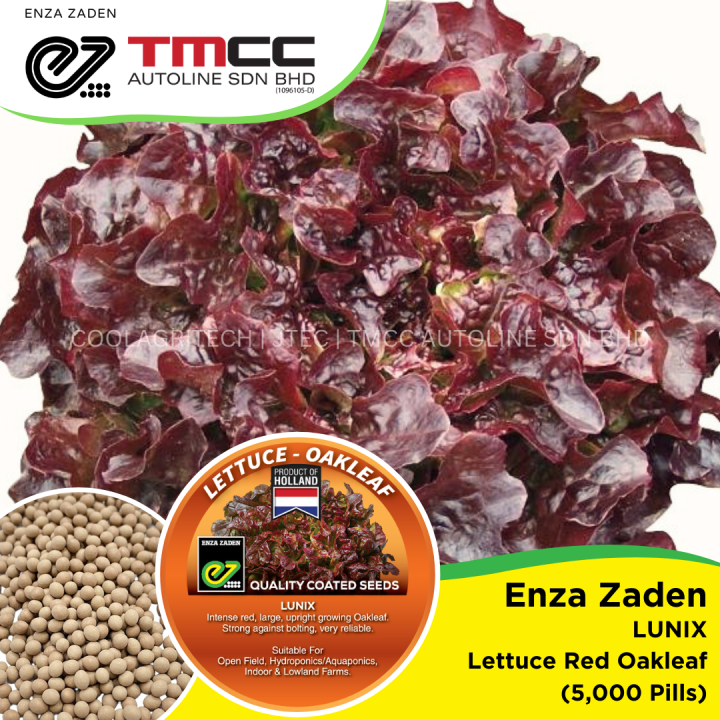 Enza Zaden Lunix Oakleaf Lettuce Coated Pill Seeds A Quality Product Of Holland 6376