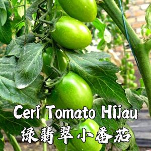 Benih Tomato Ceri Hijau(30/50 Seeds)/绿翡翠圣女番茄种子/Green Cherry Tomato Seeds