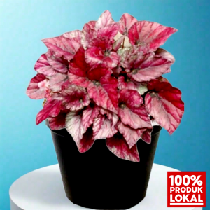 tanaman daun begonia Rex begonia red bull berwarna merah