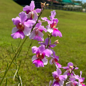 [National flower] Bundle of 3 Blooming Papilionanthe Miss Joaquim Vanda Miss Joaquim
