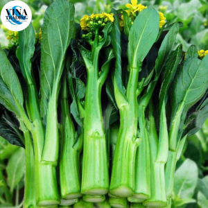 CHOY SUM SEEDS / (600SEEDS) TSOI SUM SEEDS / CHOI SUM SEEDS