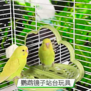 Rõ ràng phản ánh chim gương hình đám mây Vẹt feeders Vẹt còn lại nền tảng cho budgies cockatiels lovebirds