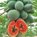 50 Seeds Sweet Cream Papaya Seeds Bonsai Papaya Seeds for Planting Vegetable Plants Dwarf Papaya Seeds Heirloom Variety Red Baby Papaya Plant Seed Papaya Fruit Seeds Papaya Tree Seeds Bonsai Tree Live Plant Dwarf Fruit Trees Seedlings Vegetable Plants. 