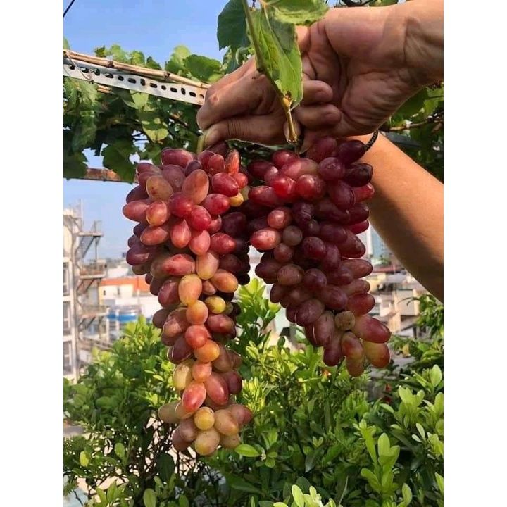 Cây Nho Giống Nho Ngón Tay. (Chuẩn Giống Ghép + siêu sớm trái ) _CÂY ...