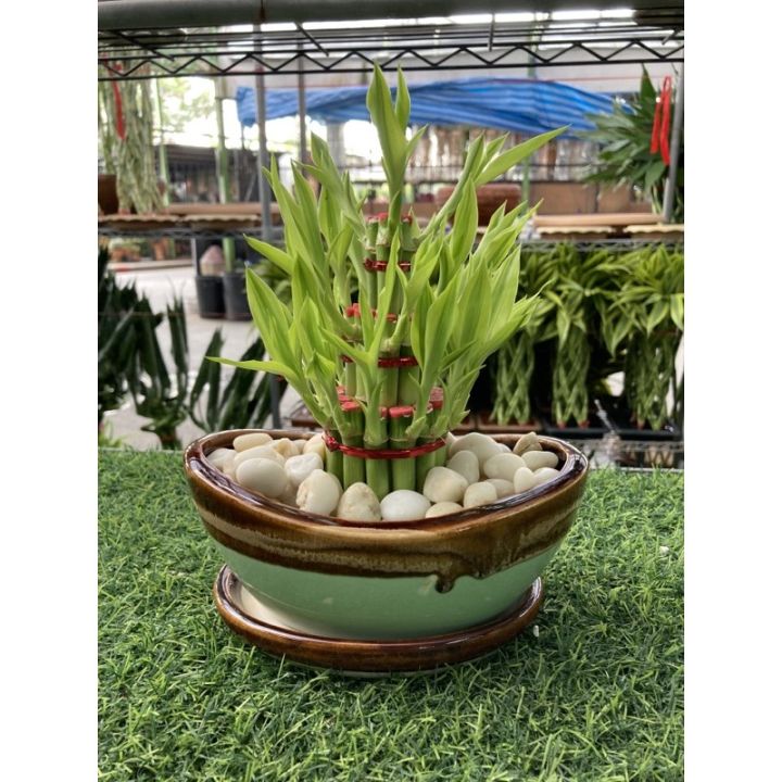 ไผ่กวนอิม 3 ชั้น พร้อมชุดกระถางและหินแม่น้ำสำหรับตกแต่ง