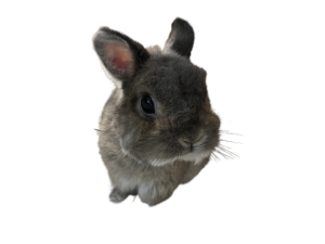 Rabbit litter tray/Bunny litter tray/Pet litter tray/litter tray for small animals