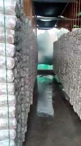 White Oyster Mushroom Fruiting Bag with growing media for outdoor gardening.