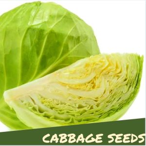 Round Cabbage Vegetable 10 -20 Seeds Outdoor Garden Plant Binhi Pantanim