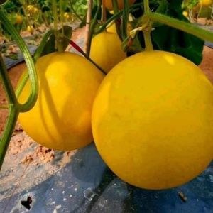 Hạt giống dưa kim cô nương - Hàng công ty chất lượng cao