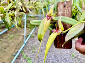 เอื้องสิงโตเหยี่ยวใหญ่ 6 นิ้ว 🌼 ราคา 5-10 ลำต้น สามารถออกดอกได้ทั้งปีและเพื่อการ์เด้น 1 ไม้/คุณ