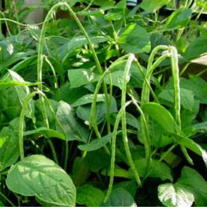 Vegetable Seeds Botanically Multiple Choices of Vegetable Seeds Pechay Ampalaya Patola Sili Etc
