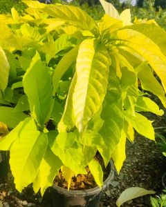 แสงจันทร์ แข็งแรงและรากเต็มกระถางขนาด กระถาง 11 นิ้ว (กทม)