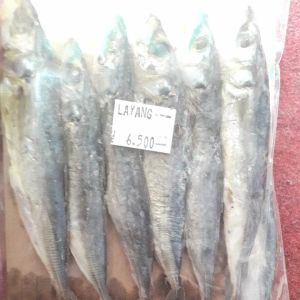 Asin Layang Klotok Peda Super Khas Priangan Ikan Laut Seafood Asin Buled Deles Buleud