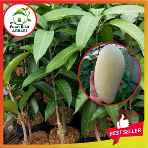 Bibit Mangga Kiojay Jumbo Asli Tanaman Buah Kyojay Okulasi Unggul Tabulampot Pusat Bibit Agrari