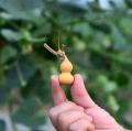 Hạt giống Bầu Hồ Lô MiNi - Gói 5 Hạt. 