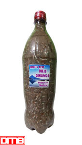 BICOLS BEST DILIS GINAMOS BAGOONG PRODUCT OF MASBATE 1.5 LITERS