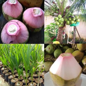 Bibit Kelapa Wulung Genjah Unggulan