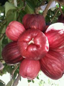 PAKET 3 Bibit  Jambu Jamaika Jumbo atau Jambu Bol