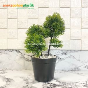 Tanaman Hias Daun Lohansung Mini X3 Latex Pot Dasar Hitam Plastik Hiasan Meja Kantor
