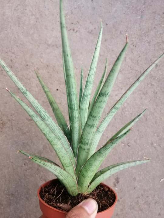 Sansevieria Silver Nymph with FREE plastic pot, pebbles and garden soil (Rare Indoor Plant and 4 Stocks Only)