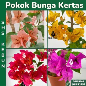 Pokok Bunga Kertas Bougainvillea Plant Pokok Hiasan Outdoor Plant Pokok Hidup Live Tumbuhan Hidup Plant SHS Kebun
