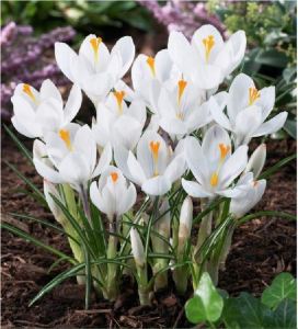 Combo 5 củ giống hoa nghệ tây mix màu - FlowerSeeds