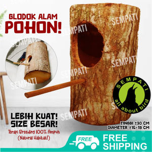 SEMPATI Glodok Murai Batang Kayu Pohon Sarang Ternak Breeding Koloni Tempat Bertelur Burung Jalak Kacer Cucak Rowo Dll GLDM