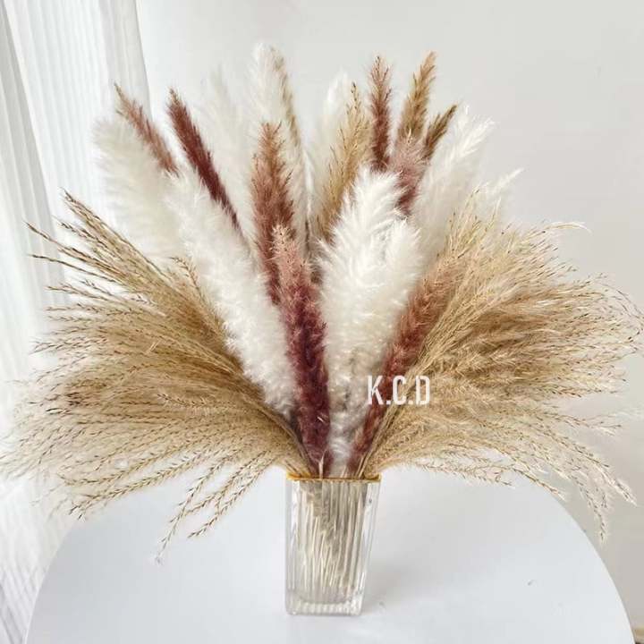 15 Sterms Pampas Grass 18” ,Dried Pompous Grass Pompass Branches for ...