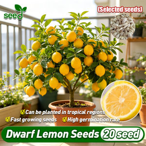 [Selected Seeds] 20pcs/pack Bonsai Lemon Tree Seeds for Planting Fruits Plants High Yield Lemon Fruit Bearing Trees in Pots Dwarf Lemon Plant Seeds for Garden Indoor Potted Lemon Fruit Seeds Fast Growing Bonsai Lemon Tree Live Plant Lemon Seedlings