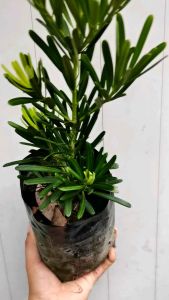 SOV Podocarpus Taiwan 兰屿罗汉松 Bonsai Plant Outdoor Plant Pokok Hidup Real Live Plant