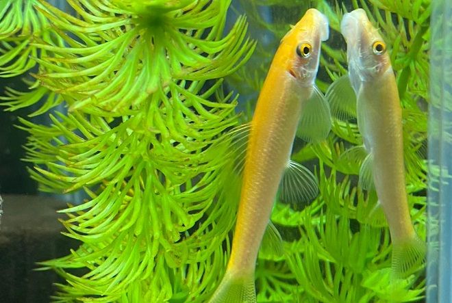 Golden Algae Eater / Chinese Algae Eater Fish | Lazada