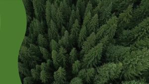 Natures Way DGL Chewable Tablets Soothing Digestive Relief* For Occasional Stomach Upset* Deglycyrrhizinated Licorice Extract Gluten Free Licorice Flavored 100 Tablets (Packaging May Vary)