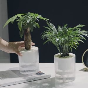 【SG Inventory】Self-Watering Lazy Planter (Transparent) - For Pothos/Herbs Automatic Water Absorption Pot