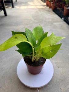 Neon Pothos Epipremnum Aureum Bright Green Money plant Indoor Plant with Pot