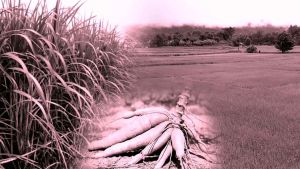 4tree โฟร์ทรี อ้อย ข้าว มันสำปะหลัง คู่หูโฟร์ทีร บูสเตอร์ พลังคูณ 4 สารเสริมประสิทธิภาพ ชุดละ 1200 บาท