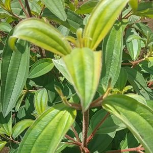 Jual Daun Senggani & Harendong Bokor 100 Gram 15000