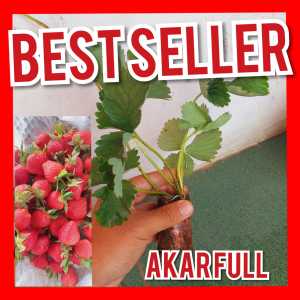 bibit strawberry sudah berakar kuat dan berdaun lebat siap pindah media tanam