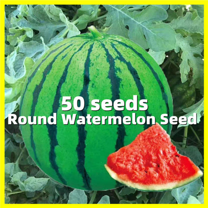 Round Watermelon Seeds F1 Hybrid 50 Seeds Per Pack on Sale Green Skin